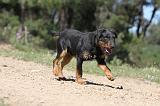 JAGDTERRIER ALLEMAND 040